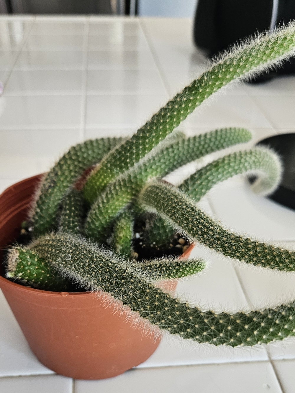 Monkey Tails Cactus 6 "Inches Pot